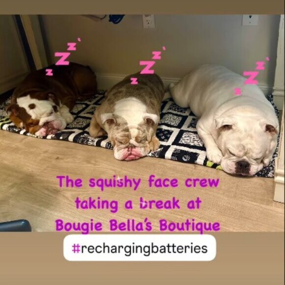 Meet your Posher, Bella - Picture 7 of 7